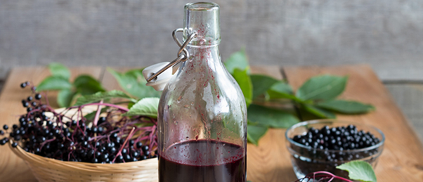 Are Elderberries Poisonous? Separating Fact from Fiction